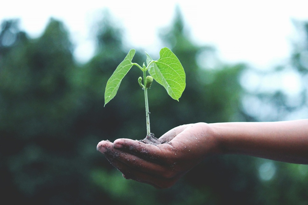 Hand holding a small green plant symbolizing sustainability, growth, and community responsibility in Seattle